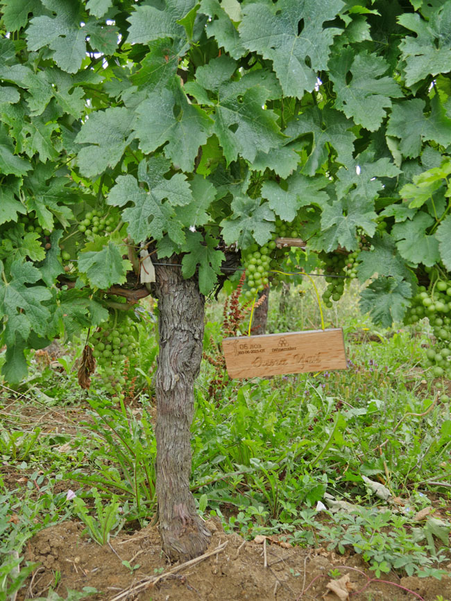 Виноградник на урожай